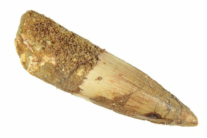 Fossil Spinosaurus Tooth - Real Dinosaur Tooth #268316
